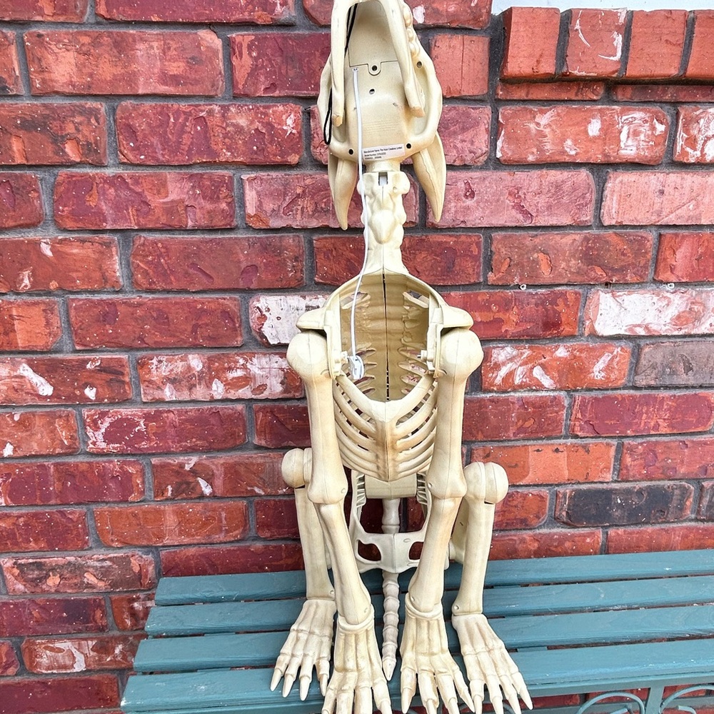 Dog Skeleton Model